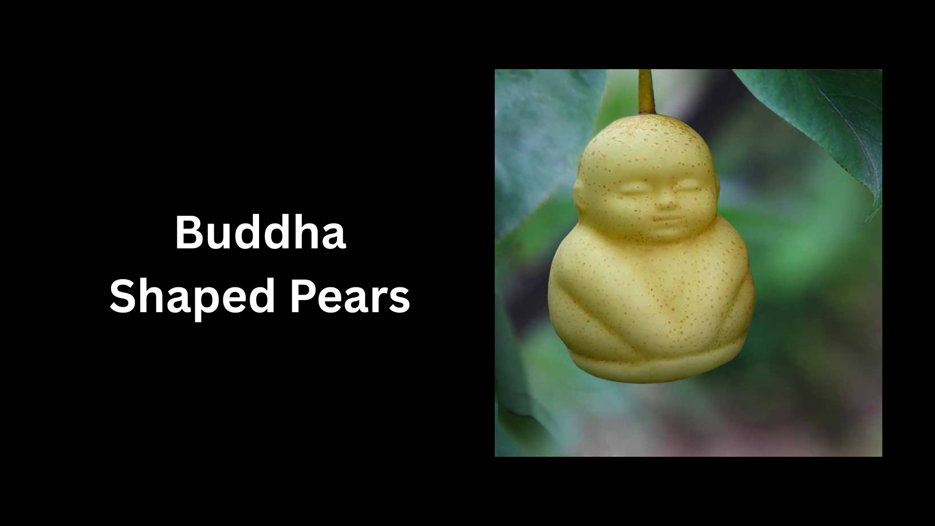 Buddha Shaped Pears