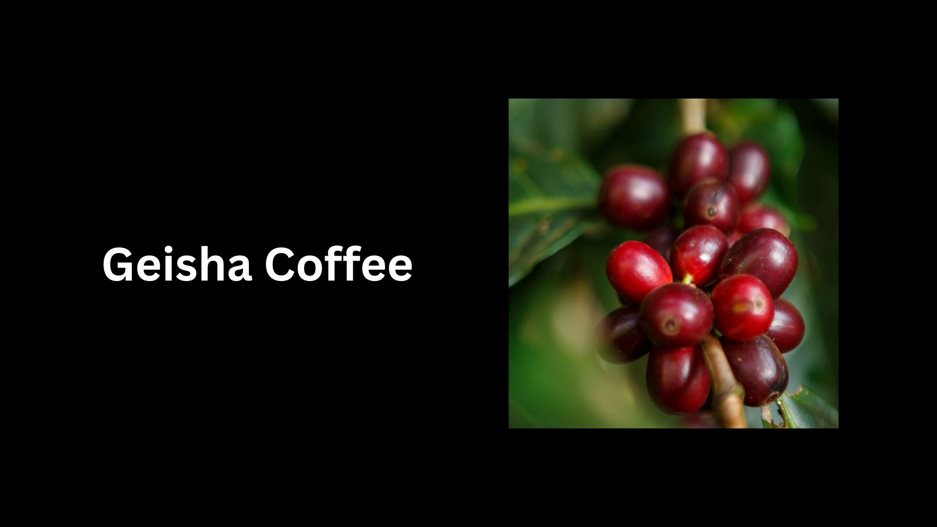 Geisha Coffee