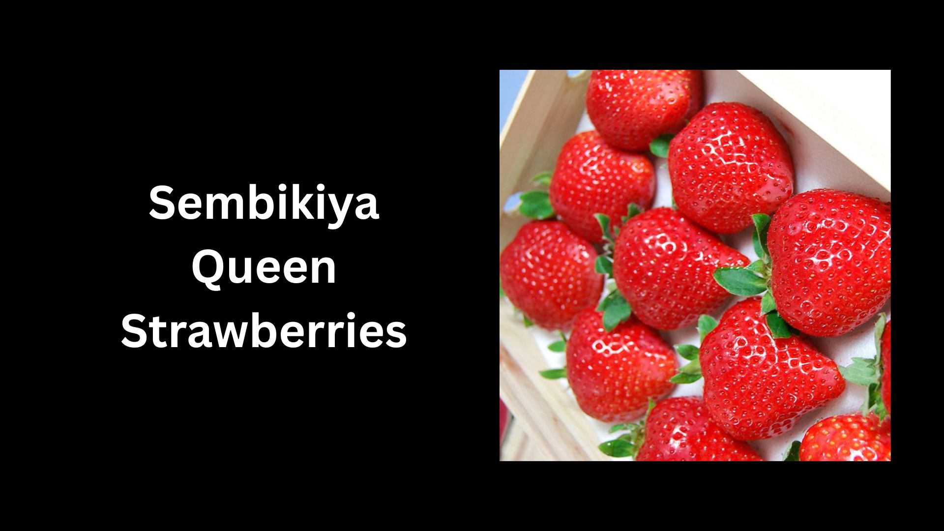 Sembikiya Queen Strawberries