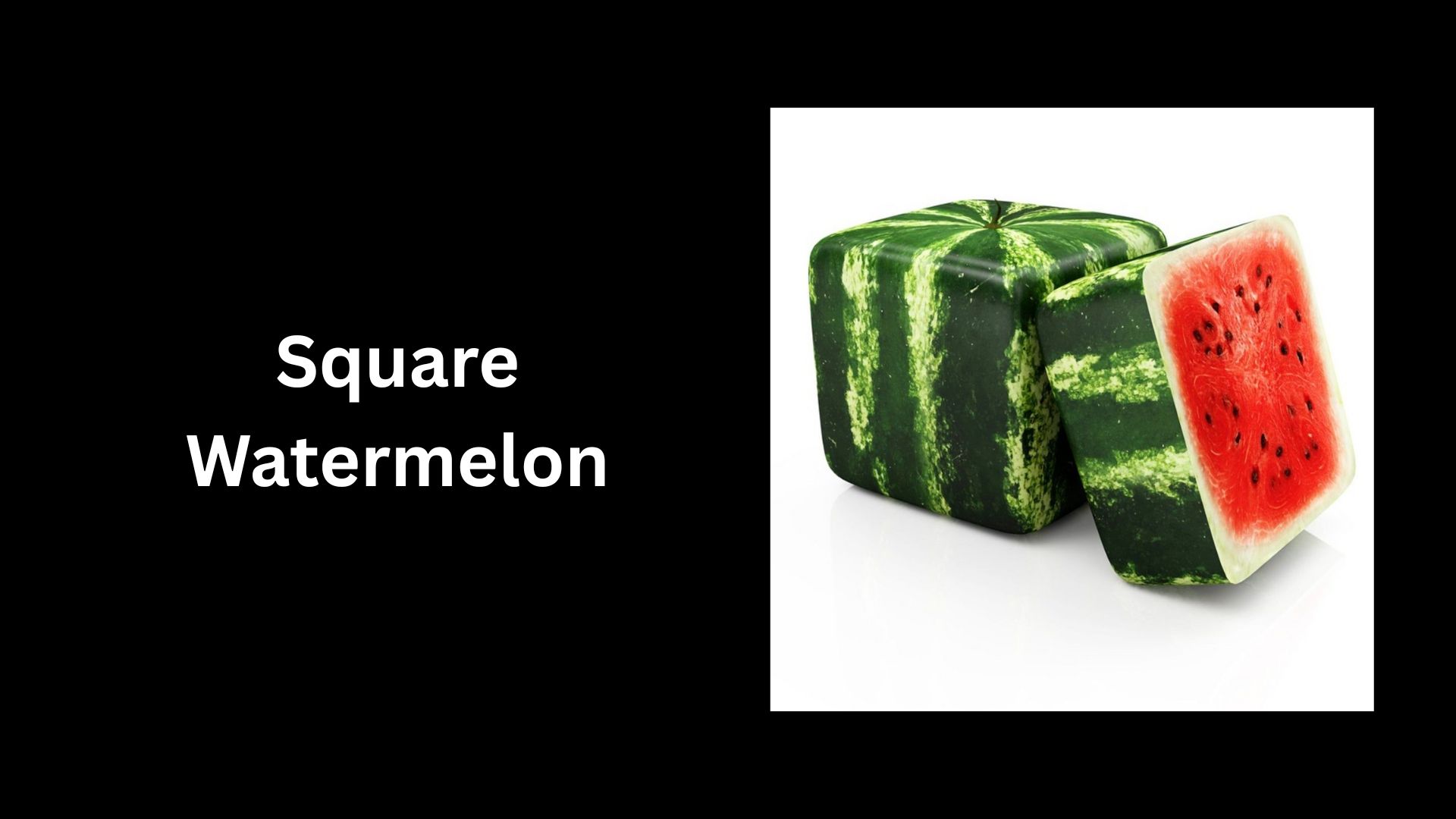 Square Watermelon