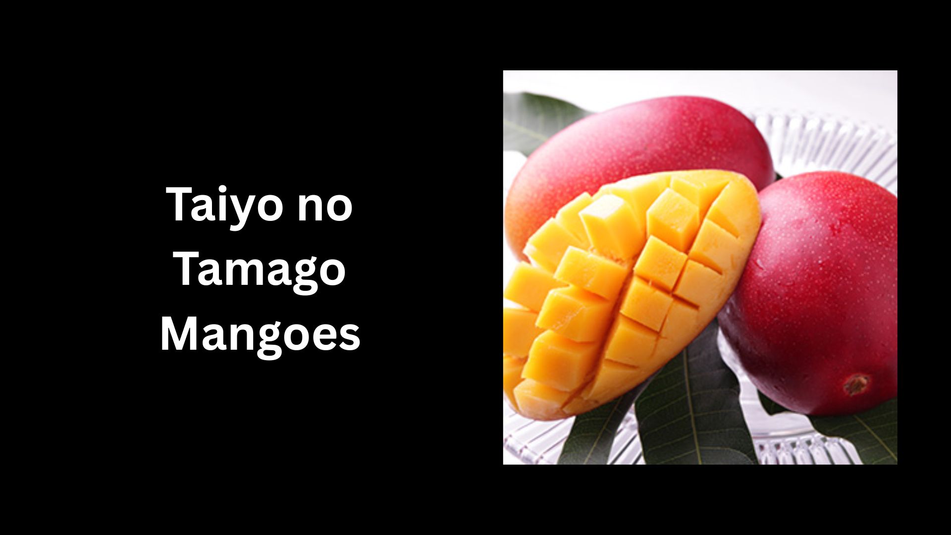 Taiyo no Tamago Mangoes