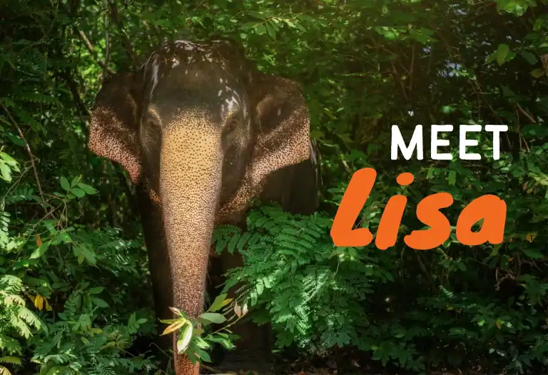 lisa elephant