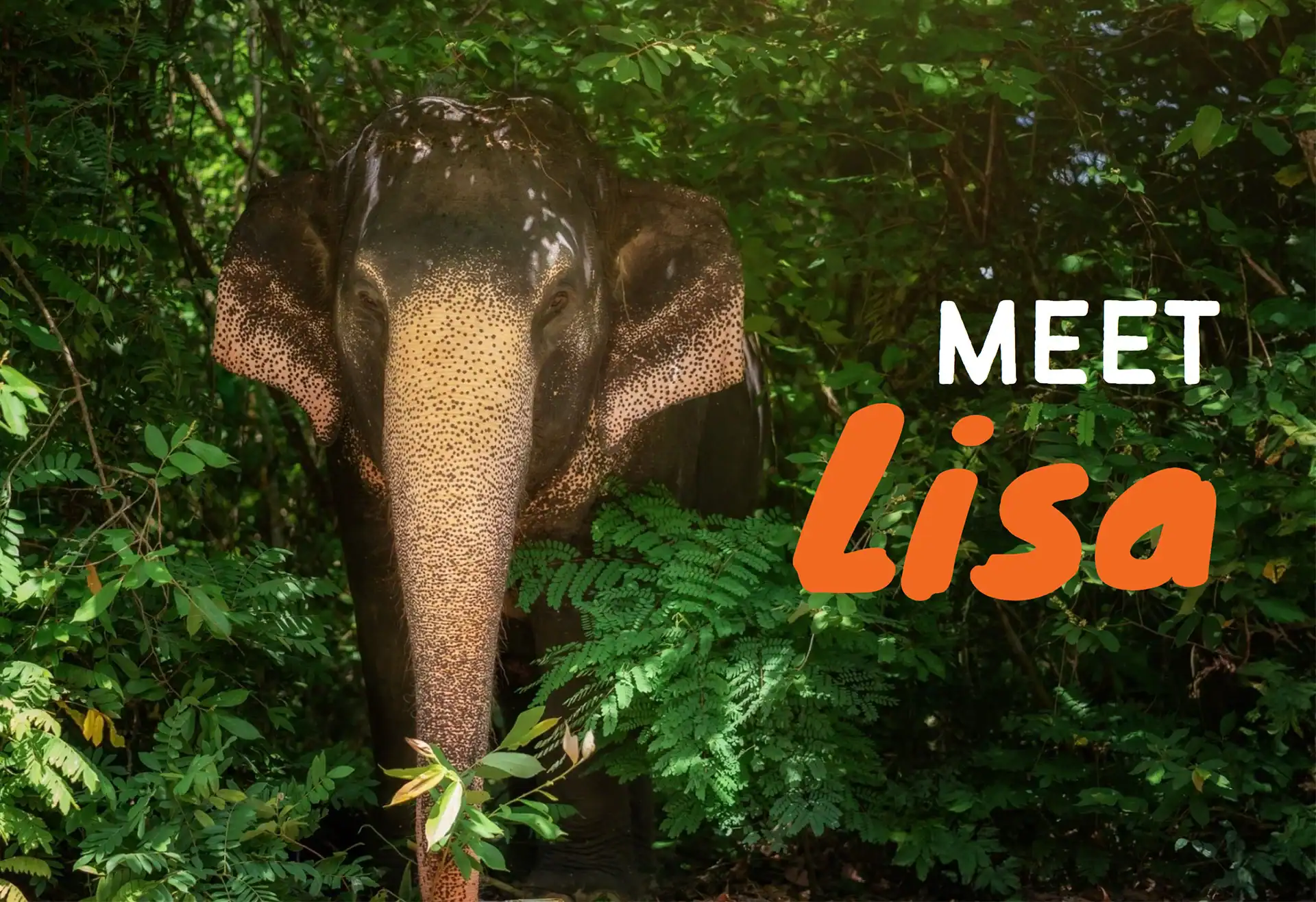 lisa elephant