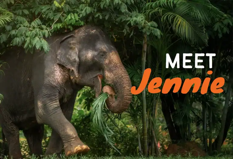 Jennie elephant