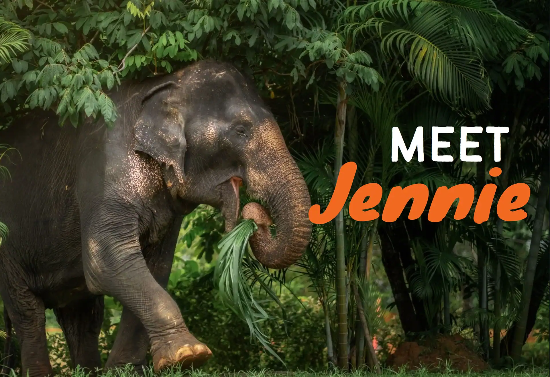 Jennie elephant