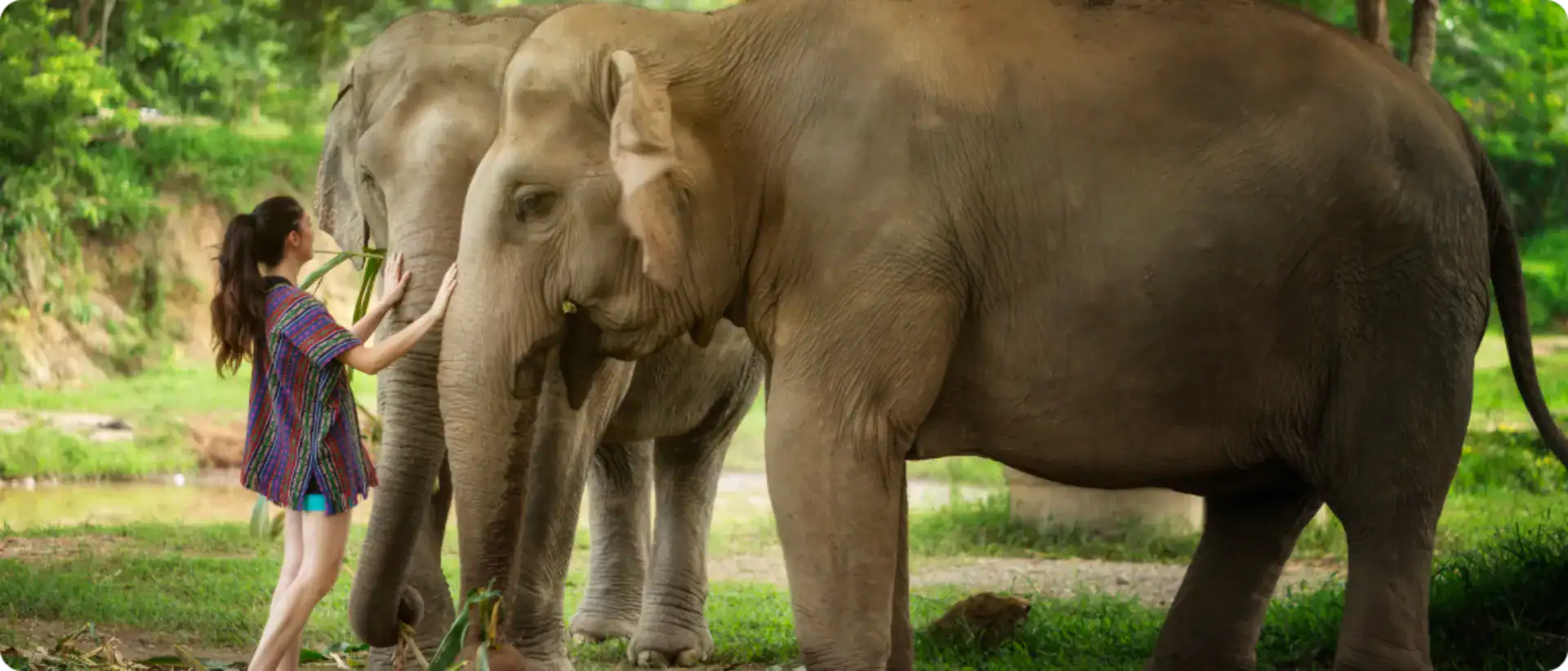 FAQ Elephant Jungle Sanctuary Phuket