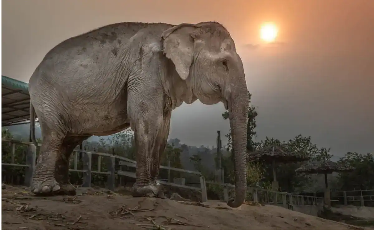 Endangered Species