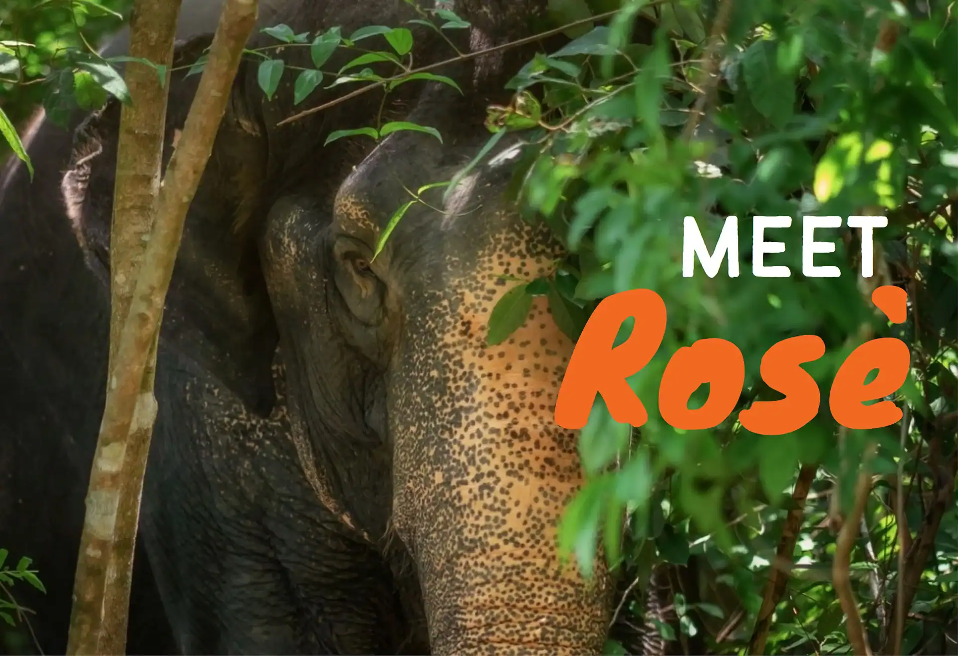 Rose elephant