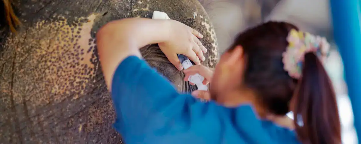 Veterinary Care Elephant