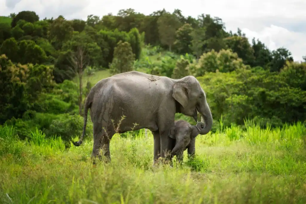 An Elephant’s Heart Can Weigh Over 20 Kilograms