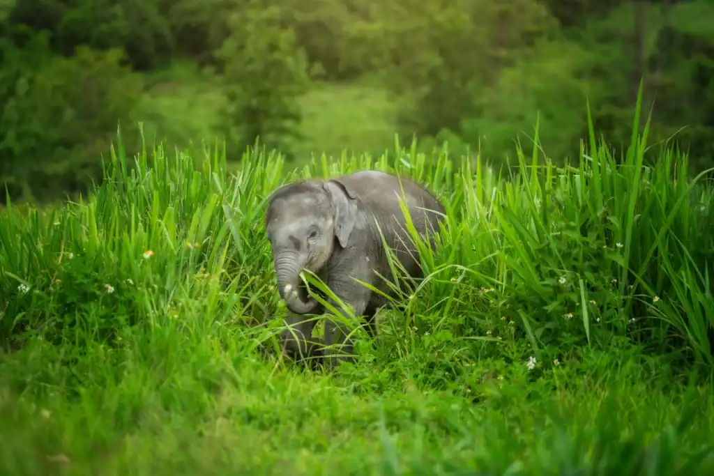 Fact about Baby Elephants Can Walk Within an Hour of Birth