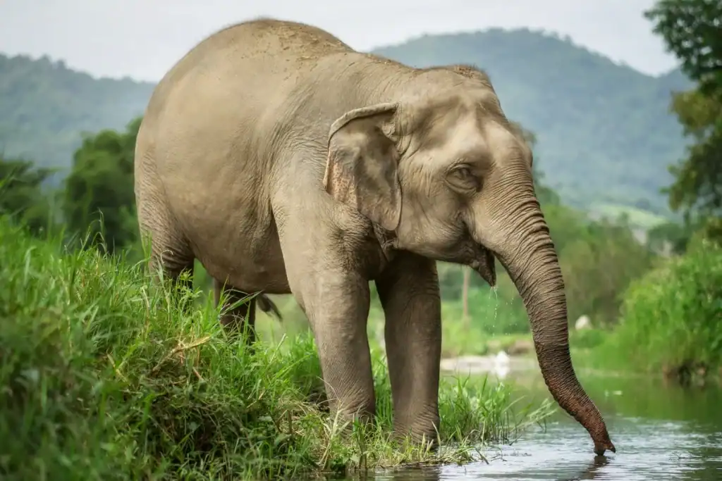 An Adult Asian Elephant’s Trunk Can Hold 10 Liters of Water