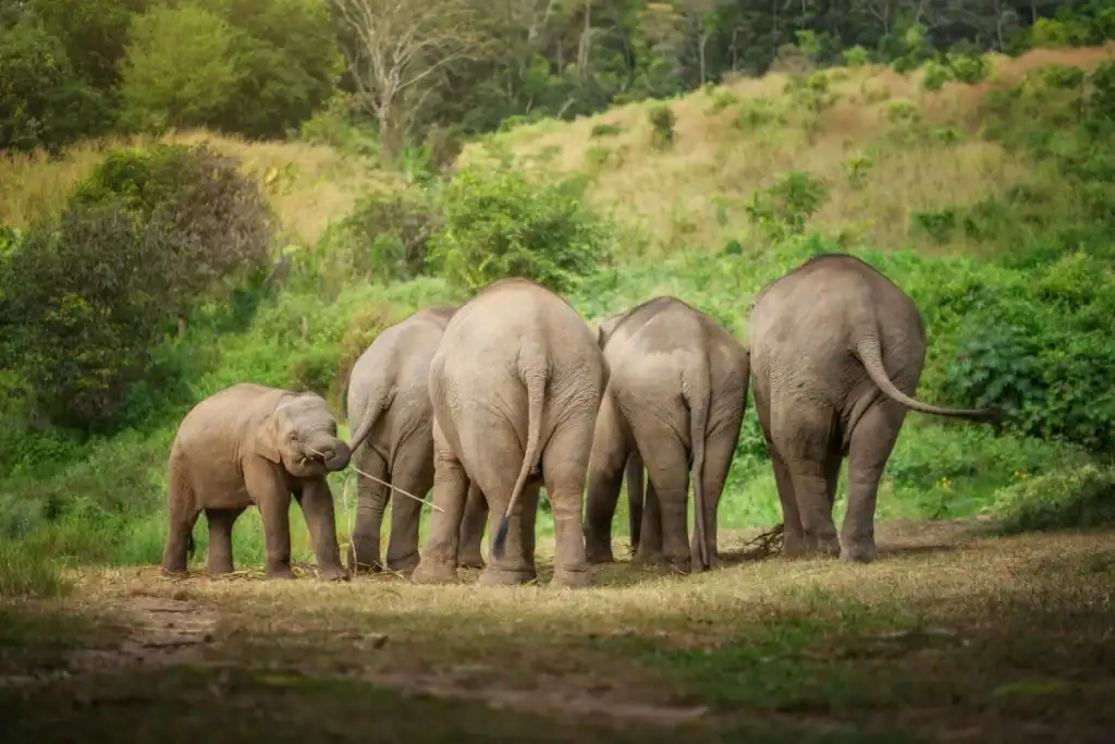 An Adult Asian Elephant’s Trunk Can Hold 10 Liters of Water