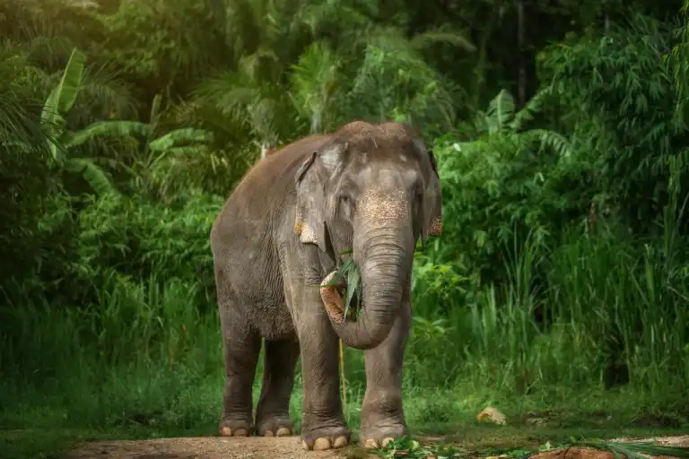 12 Amazing Facts About Elephants That Will Surprise You