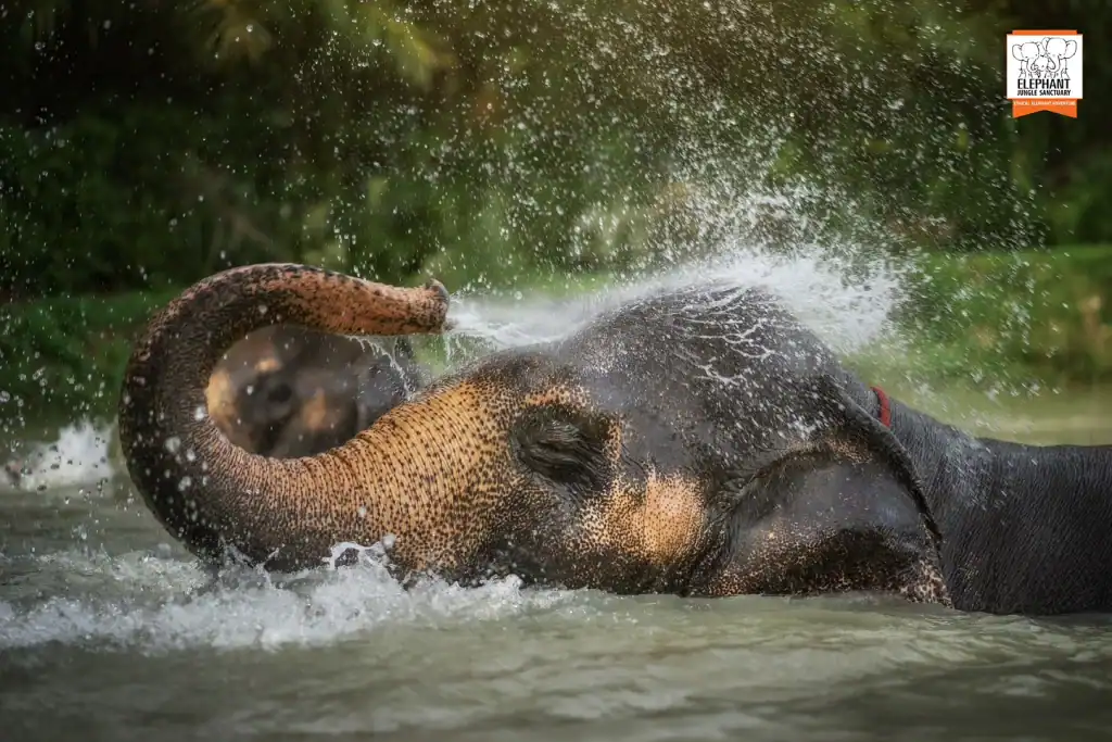Elephant Jungle Sanctuary: Ethical Wildlife Encounters