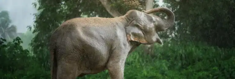 What to Bring and Wear to Elephant Jungle Sanctuary