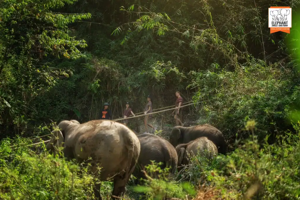 Ethical Elephant Jungle Sanctuary Chiang Mai
