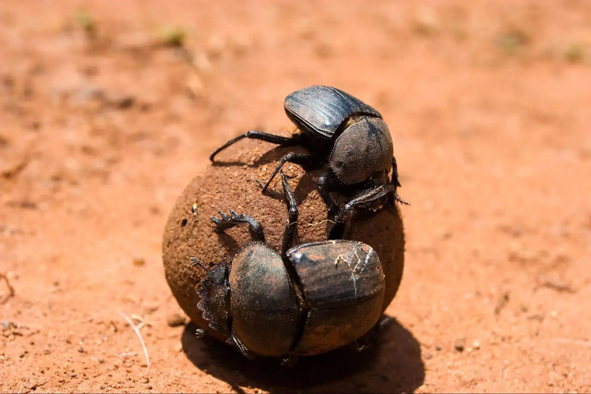 What Is Elephant Dung? 8 Amazing Elephant Dung Facts