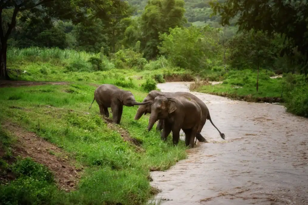 Elephants in Thailand Today