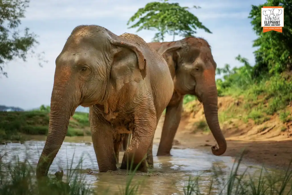 Elephant Jungle Sanctuary Pattaya