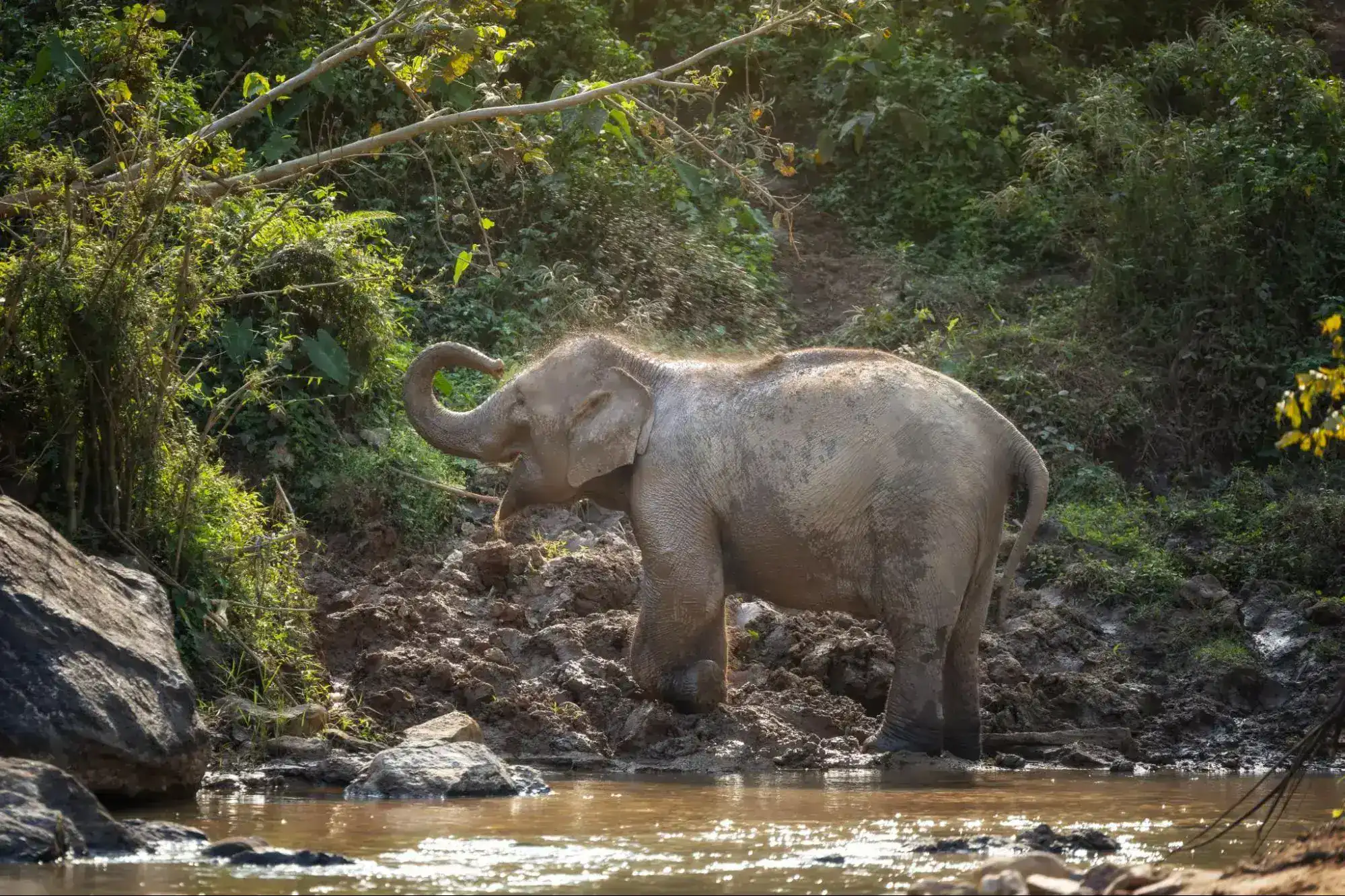 Asian Elephant