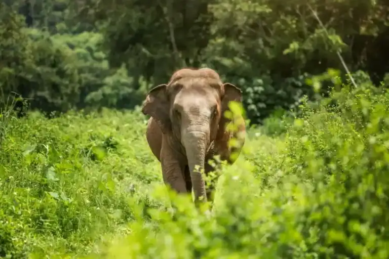 Elephant Dung