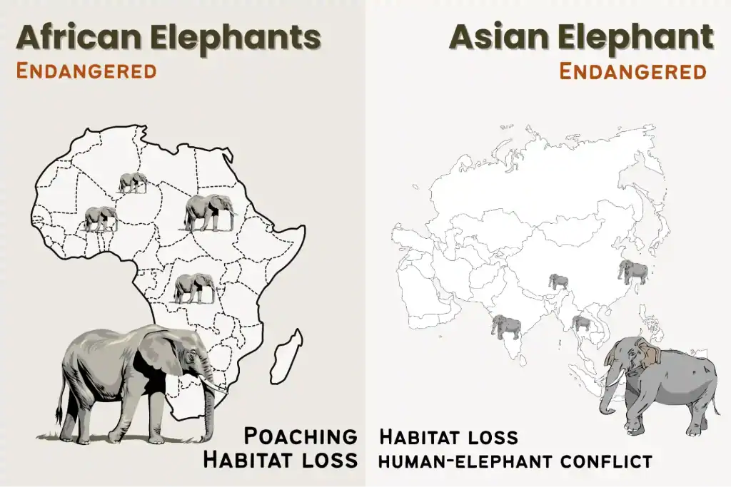 Conservation Status and Threats