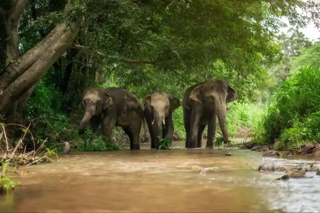 Elephant Lifespan: How Long Do Elephants Live?