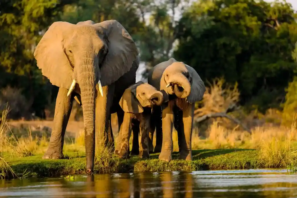 The Asian elephant has three recognized subspecies