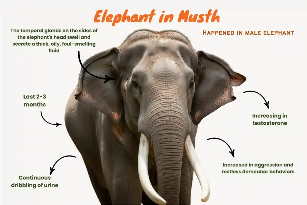 How to Recognize an Elephant in Musth