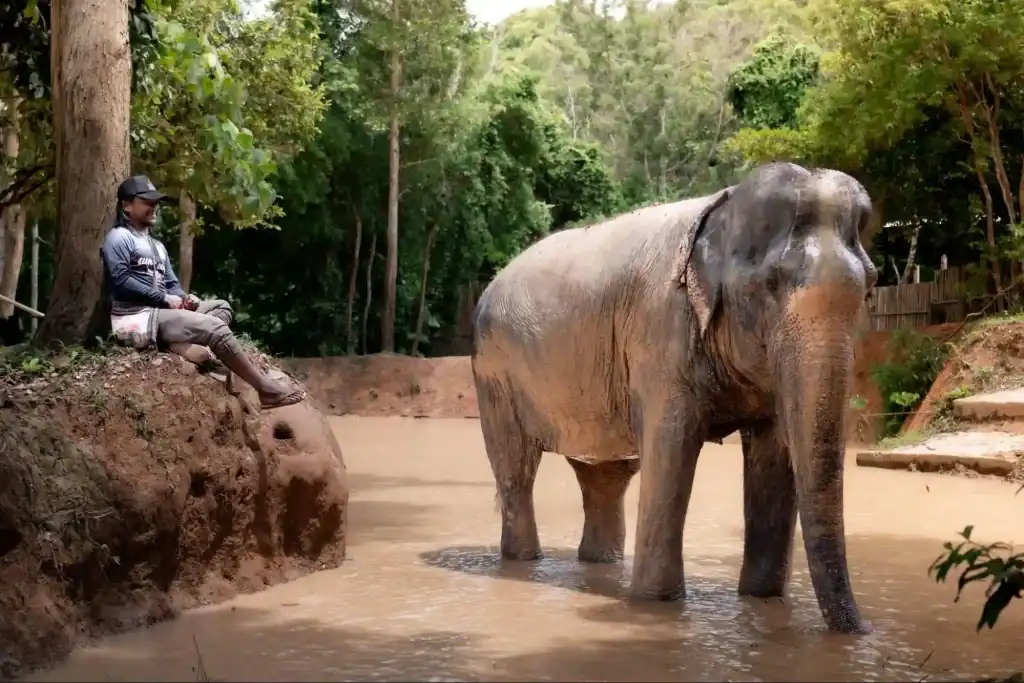 Signs of Aging in Elephants