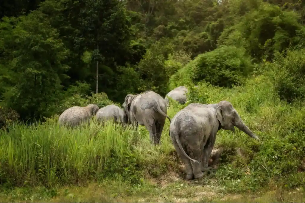 Why Knowing Elephant Species Matters