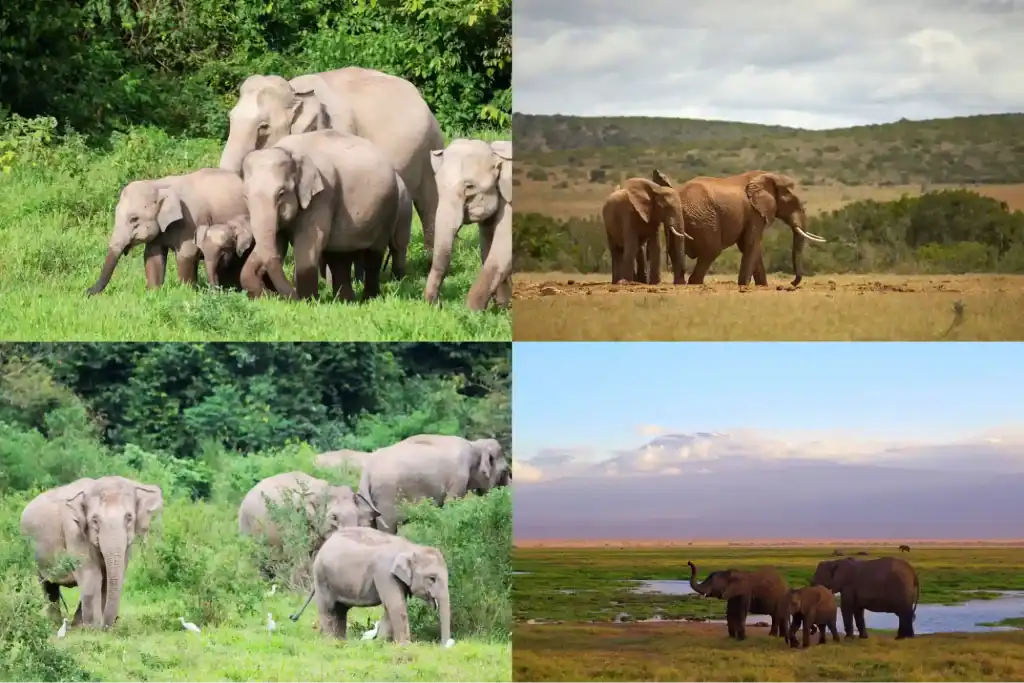 What is an Elephant Habitat?