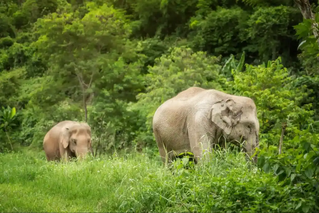 Role of EJS (Elephant Jungle Sanctuary) in Elephant Conservation