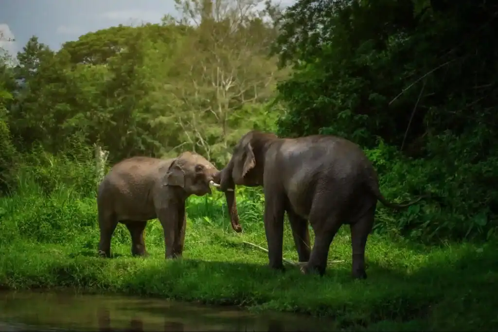 Why Do Elephants Go Into Musth?