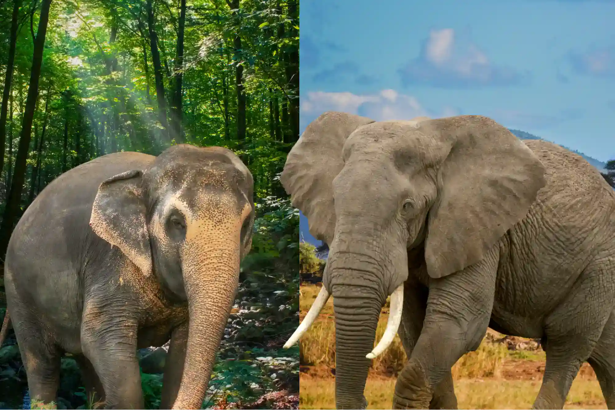 How Different Between African Elephant vs Asian Elephant
