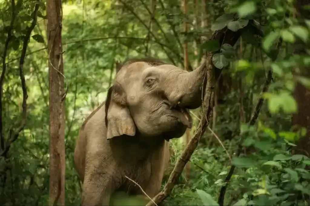 elephants Chiang Mai