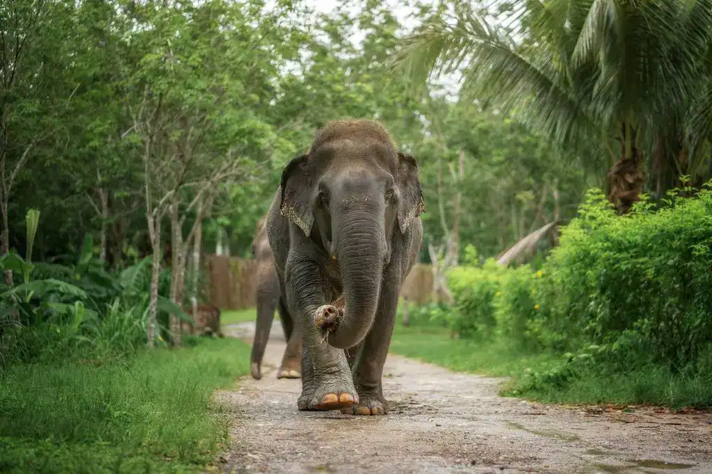 elephant sanctuary phuket