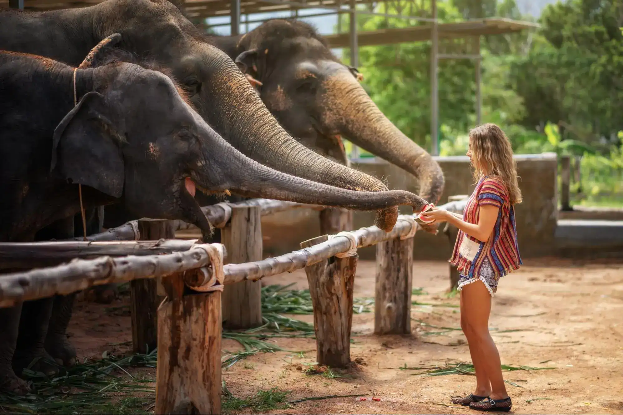 Elephant Sanctuary Phuket