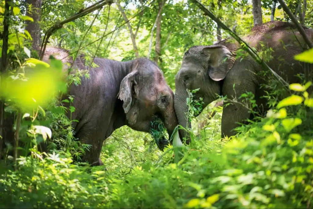 elephants in thailand