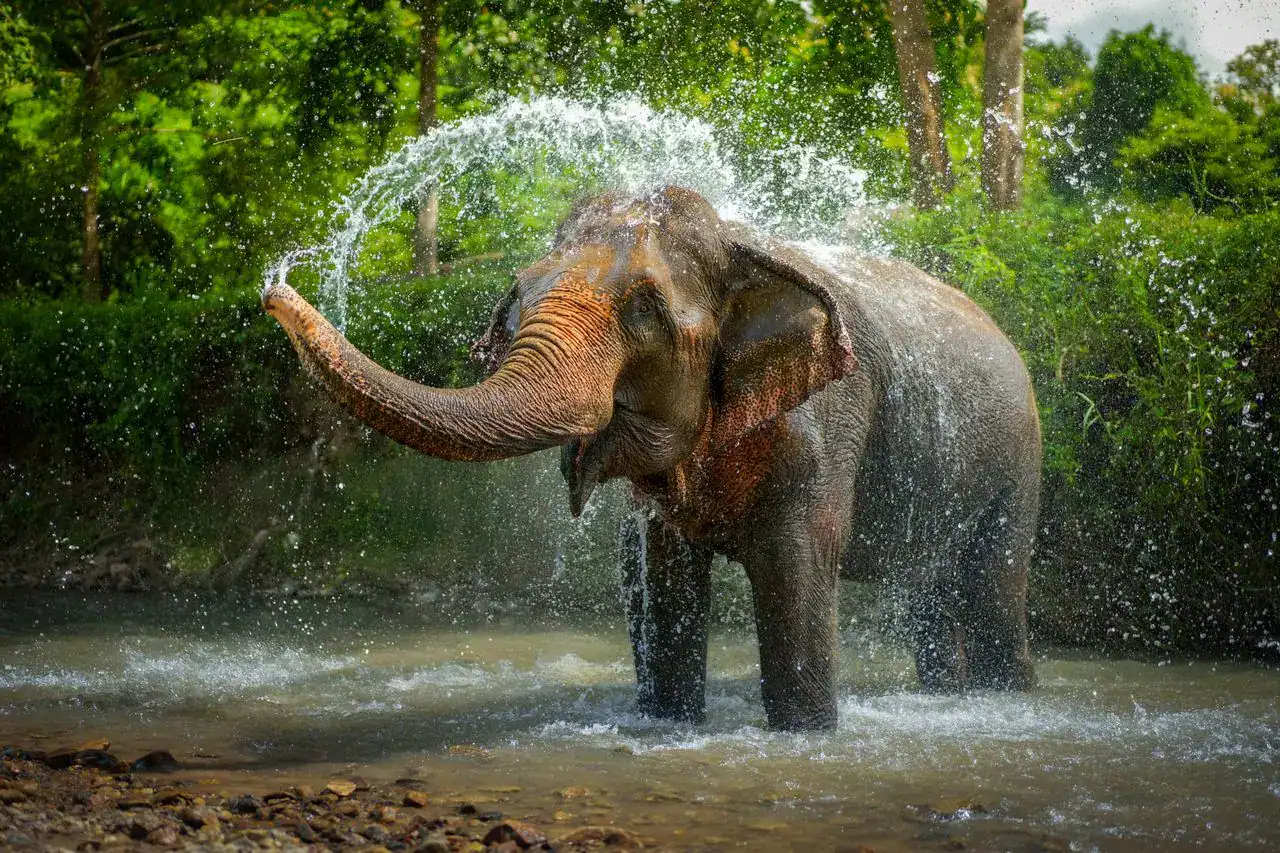 Elephants