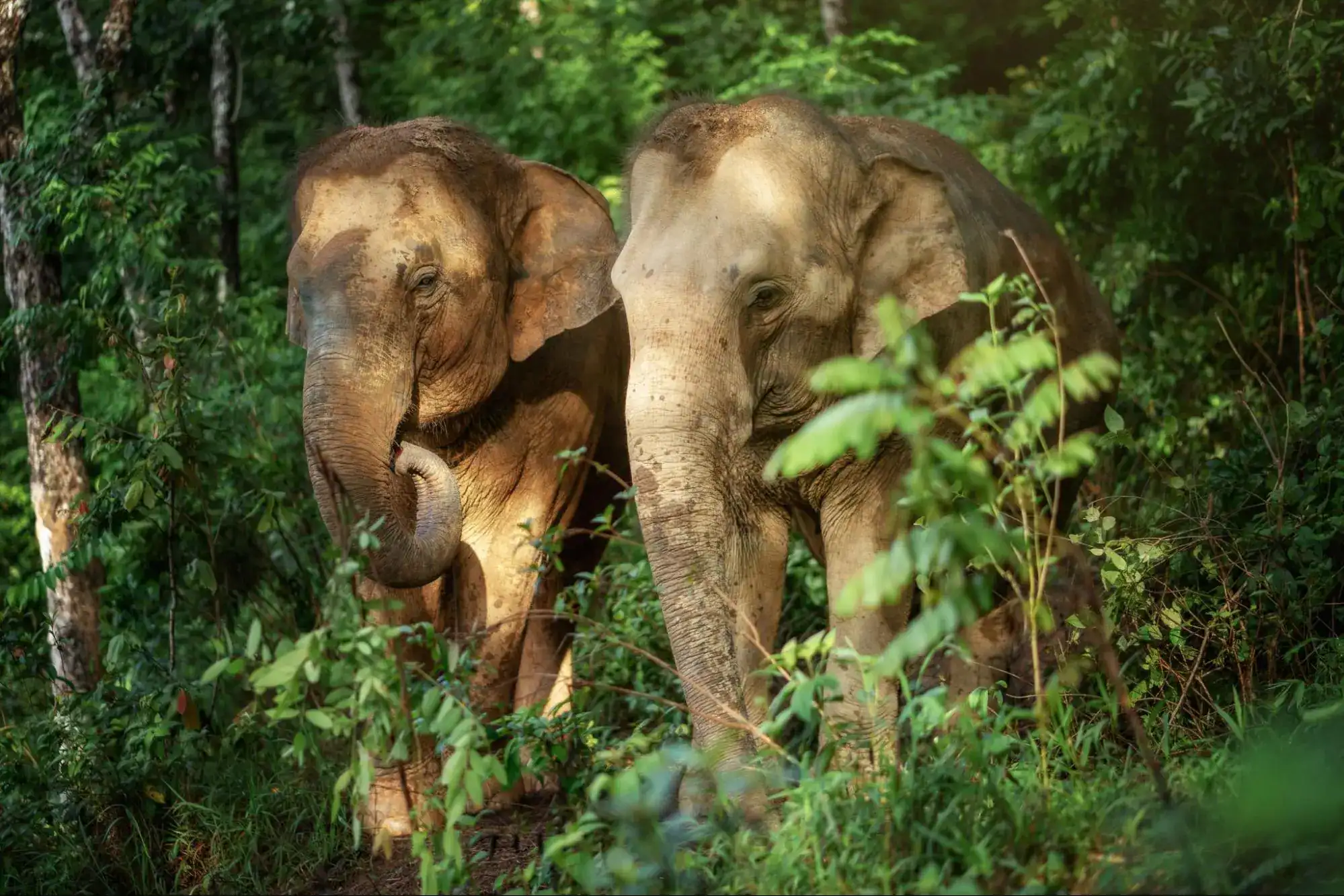 Ethical Elephant Sanctuary