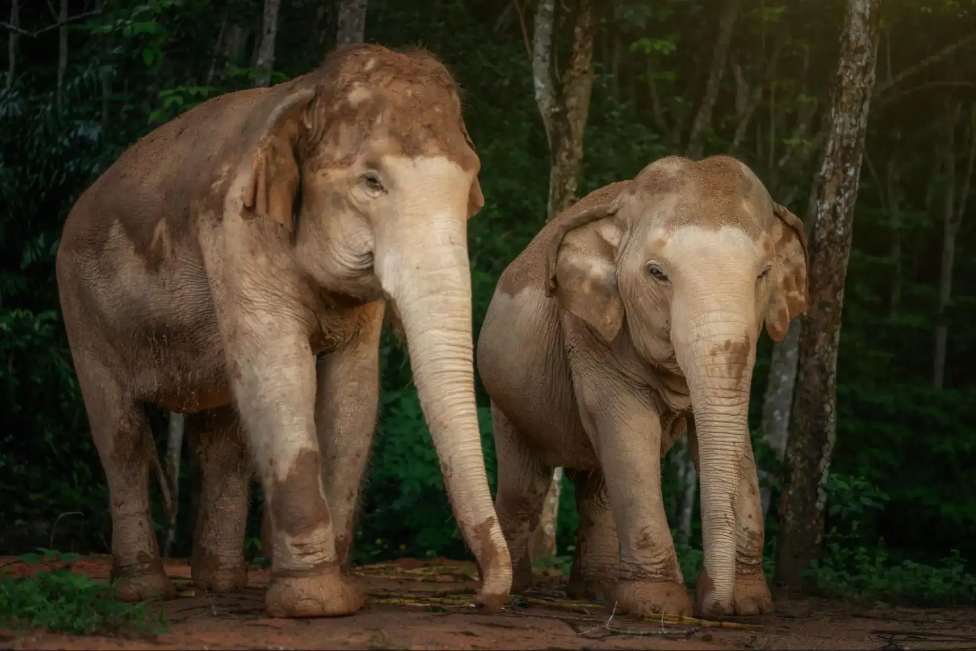 History of Elephant In Thailand