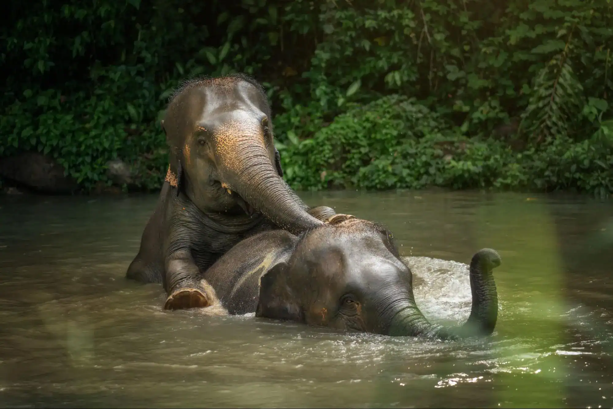 visiting elephants in thailand