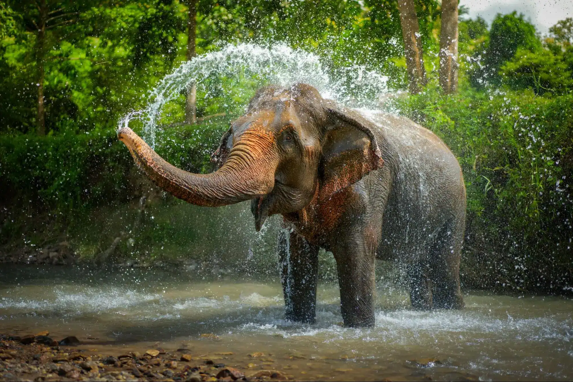 Thai Elephants