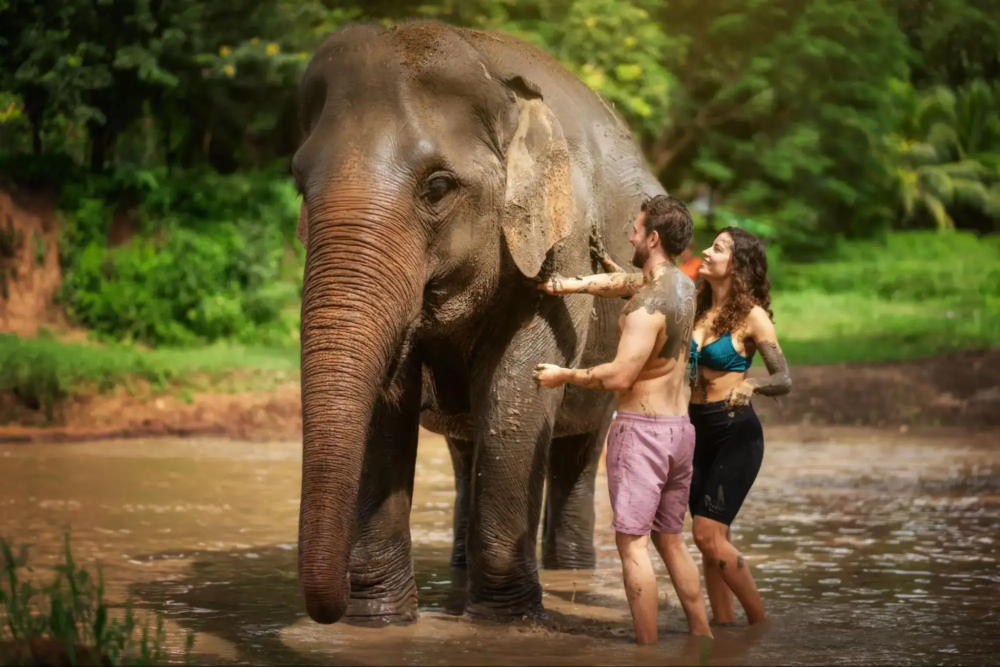 Elephant Jungle Sanctuary
