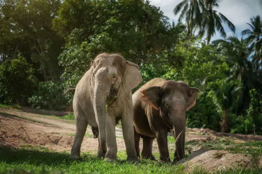 elephant bathing ethical