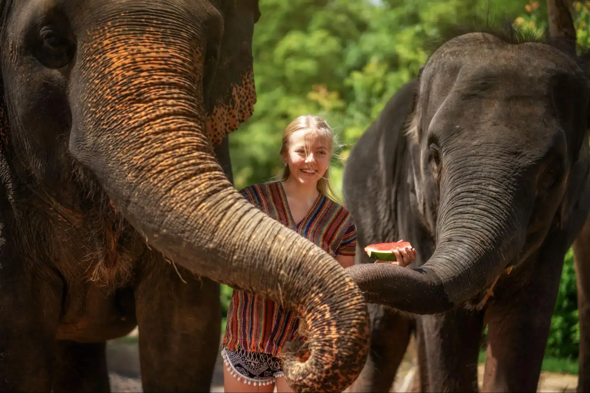 Elephant Jungle Sanctuary in Phuket