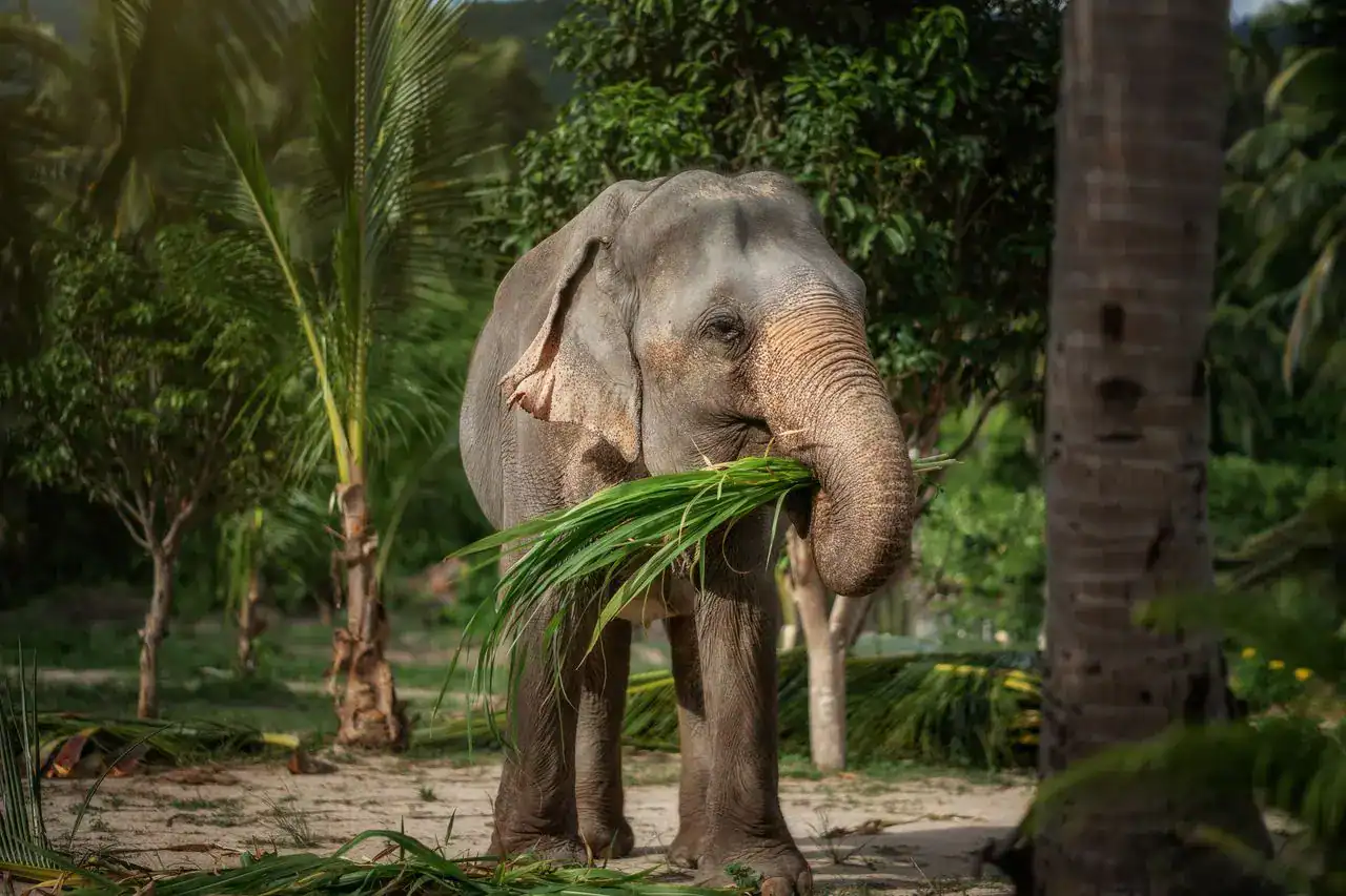 Facts about Elephants