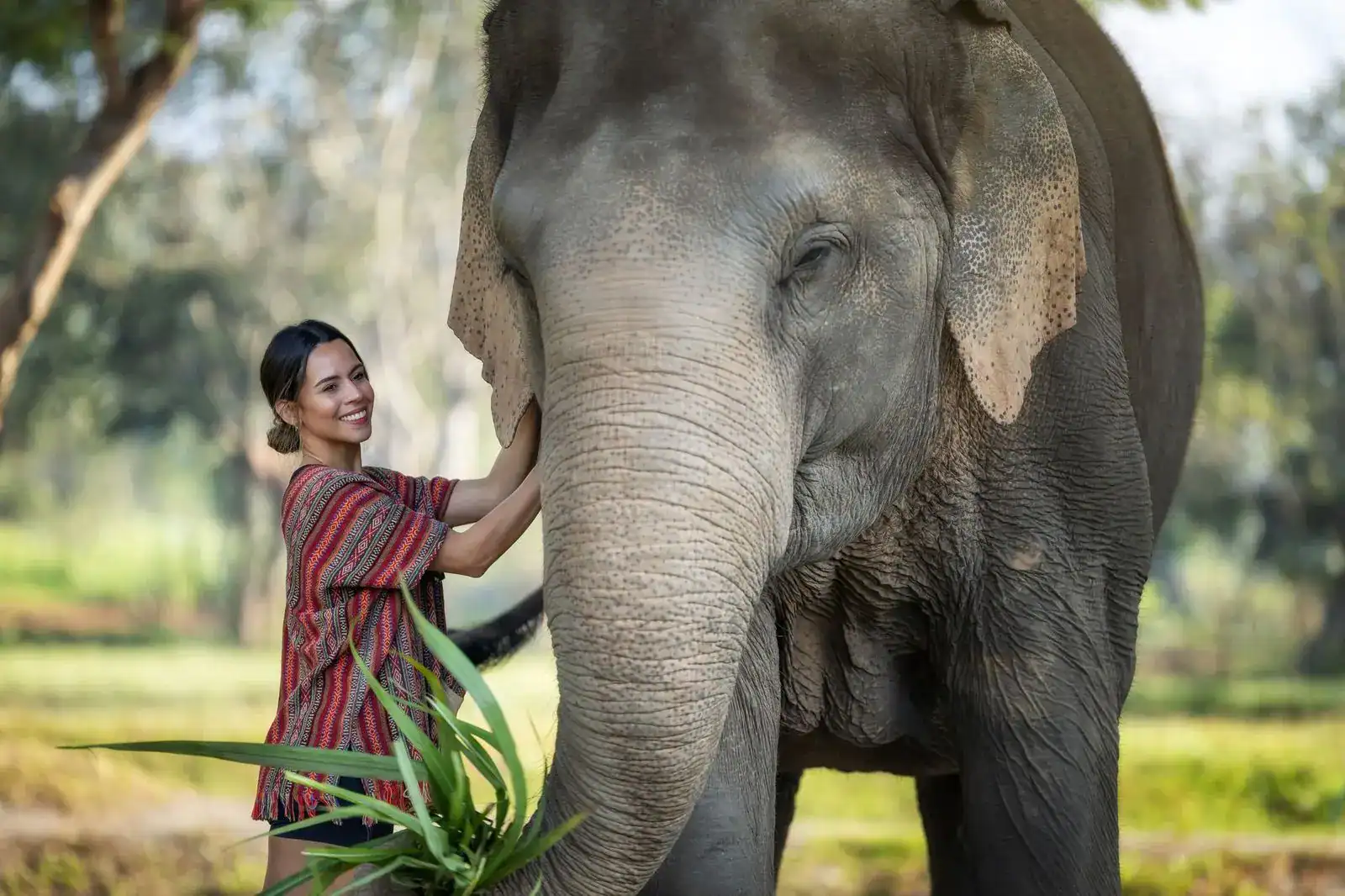Main Diets for Elephants
